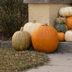 Add-on: Pumpkin Removal (end of season)